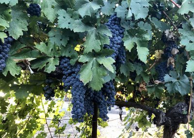 Sierra Vista Grape Variety - Merlot Grapes