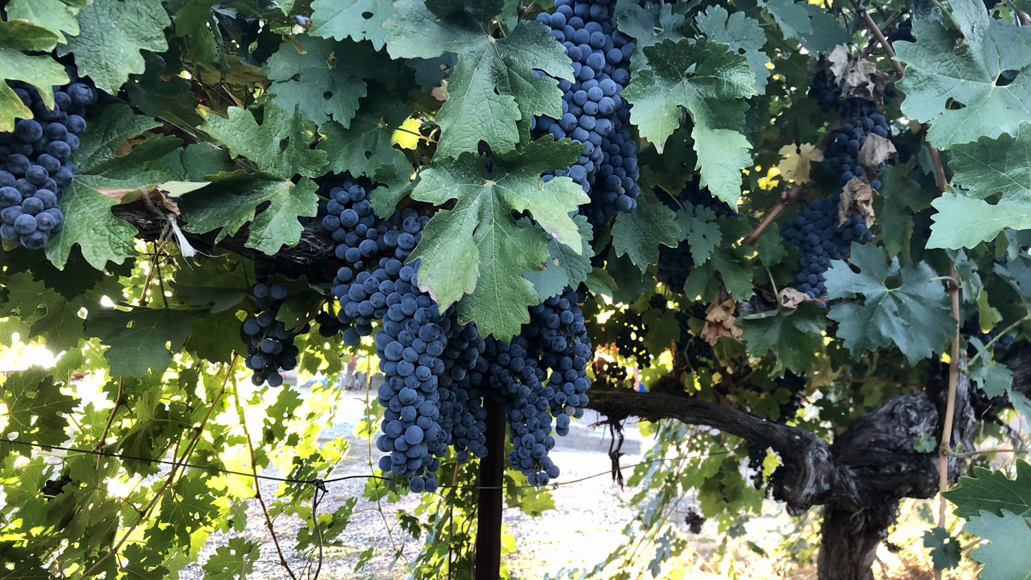 Sierra Vista Vineyards & Winery View of Grape and Grape Vines