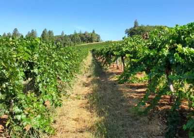 Sierra Vista Vineyards and Winery - Vineyard Path