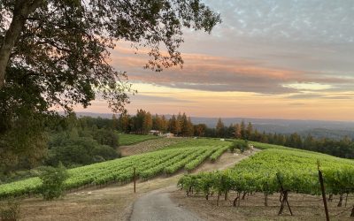 A History of Wine in the Sierra Foothills