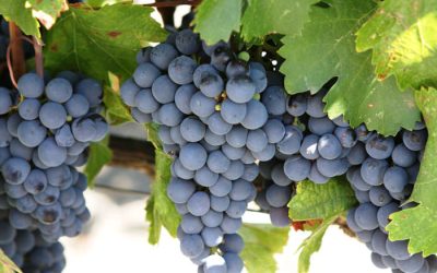 The Secret To Growing Good Grapes