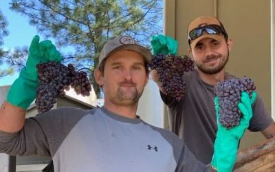 Harvest Notes from the Winemaker Ryan