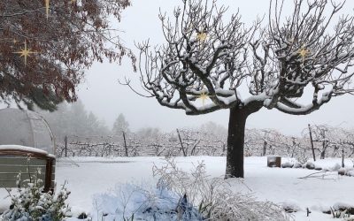 Winter in the Winery